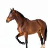 Manna Pro Simply Flax for Horses – Omega-3 Rich Flaxseed Supplement – Supports Coat Health, Joint Function & Immune System – Natural Source of Essential Fatty Acids – Ground Flax – 8 lb Bag-5