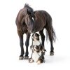 Farnam Repel X Water-Based Fly Spray for Horses & Dogs 32 oz-5