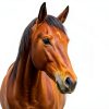Ivermectin Horse Paste 1.87% Apple Flavored Shevat for Horses-4