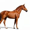 Manna Pro Simply Flax for Horses – Omega-3 Rich Flaxseed Supplement – Supports Coat Health, Joint Function & Immune System – Natural Source of Essential Fatty Acids – Ground Flax – 8 lb Bag-3